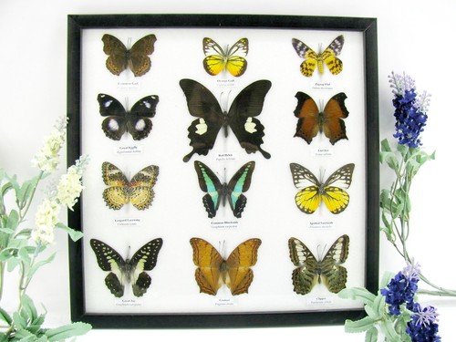Farfalle vere imbottite - 12, vere,