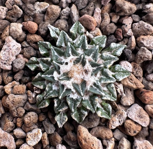 Ariocarpus kotschoubeyanus - , v