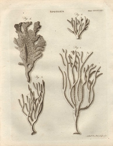 1797 stampa georgiana spugne - 1797,