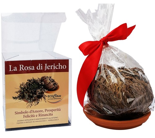 Rosa jericho confezionata - rosa,