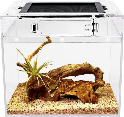 Reptile growth terrario 8 - reptile,