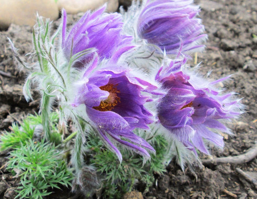 Semi pulsatilla viola - 15+,