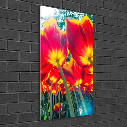 Tulup pittura vetro - su,