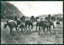 Grosseto Città Cavalli Maremmani Foto FG cartolina ZK1381