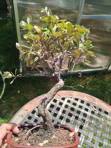 Bonsai qus suber - di, kifu
