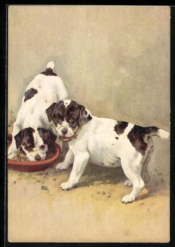 Cartolina smooth fox terrier - cartolina,