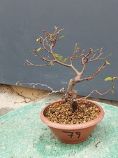 Bonsai Olmo Campestre In Vaso 28x24cm Pianta Articolata Albero Pre Bonsai Olmo🪾