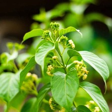 Gymnema sylvestre, Gurmar