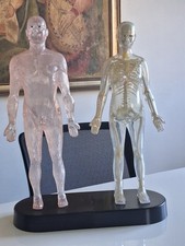 Modellini anatomici raccolta