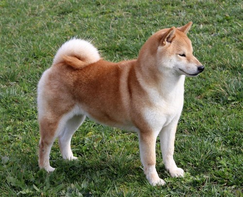 Shiba inu cane poster lucido - poster,