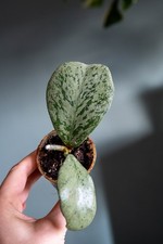 Hoya sp. Chiang Dao Argento (radicato)