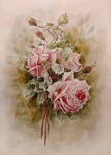 Rose antiche rosa - antiche, polvere