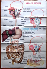 APPARATO DIGERENTE - Tavola