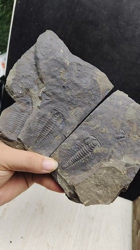 Coppia fossili trilobiti - di,