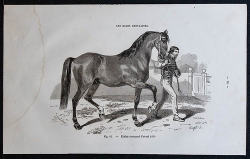 1882 stallone norman - 1882,