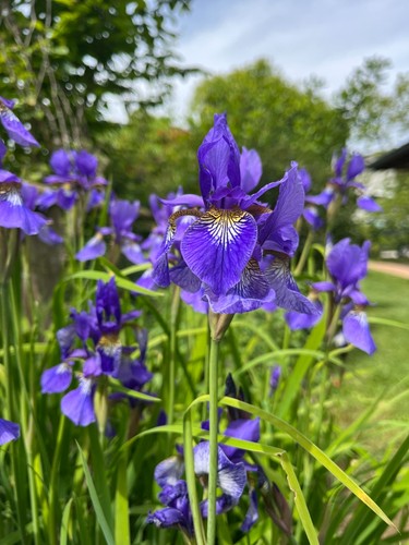 Pianta iris sibirica - di,