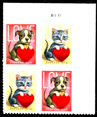 Amore san valentino - san, gattino