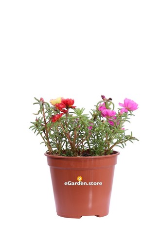 Pianta portulaca diverse - di,