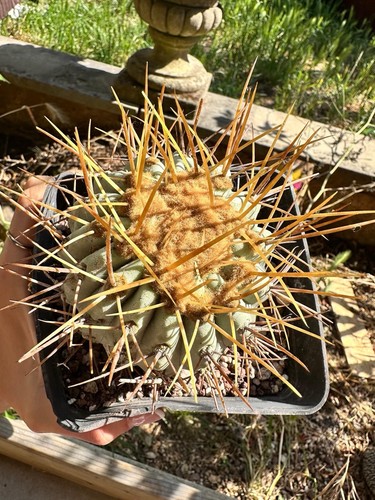 Copiapoa gigantea own roots - copiapoa,
