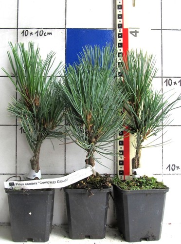 Pinus cembra compacta - cembra, "compacta