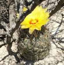 Coryphantha salinensis SEEDS -