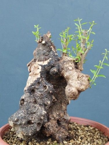 Bonsai olivastro 30x20cm - 30x20cm, in