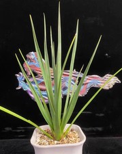 Alta 28 cm rara Dracaena