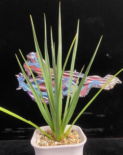 Alta rara dracaena - 28,