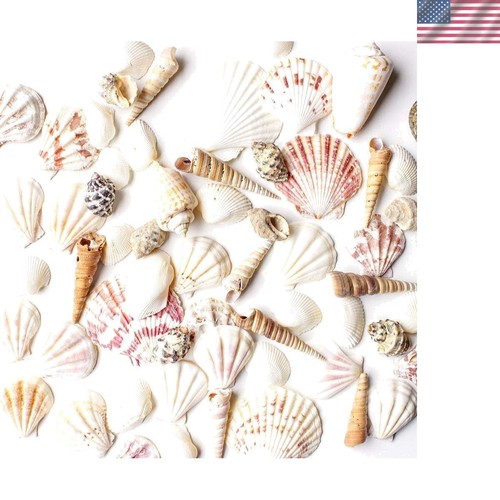 Collezione conchiglie mare - conchiglie,