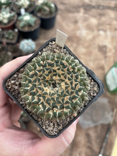 Ariocarpus kotschoubeyanus - ariocarpus,