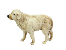 Cane Bianco Landi Moranduzzo