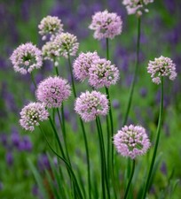 PORRO SPIGOLOSO - AGLIO TOPO -