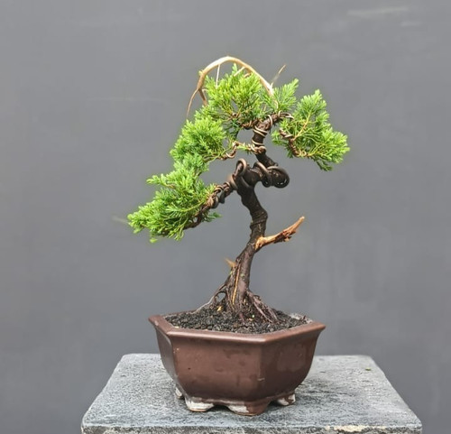 Bonsai albero vivo - bonsai,