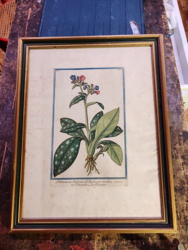 Stampa botanica antica - stampa,