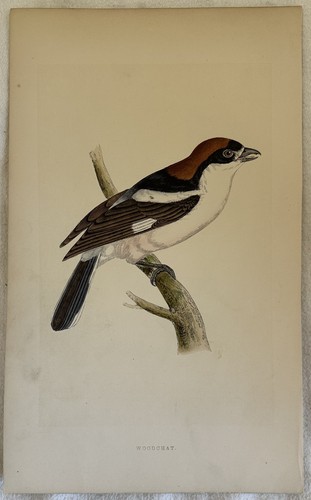 Morris woodchat averla - morris,