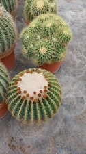 ECHINOCACTUS GRUSONII medio - FOTO REALI