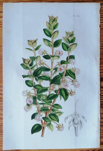 Eugenia igni stampa - eugenia,