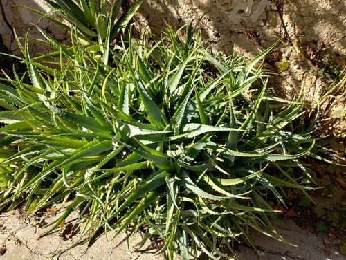 Aloe arborescens foglie