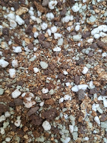 Substrat spécial pinguicula