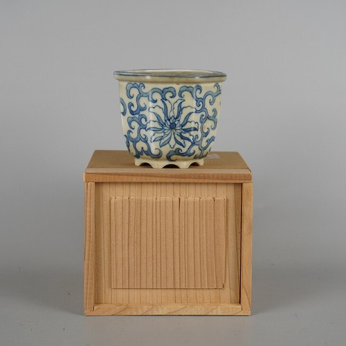 Vaso bonsai tojaku hayashi - bonsai,