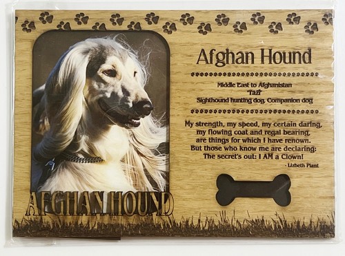 Afghan hound profilo - hound,