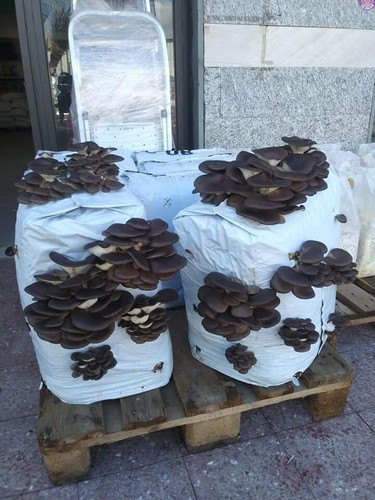 Kit coltivazione funghi - 1,