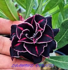 Adenium Obesum Desert Rose