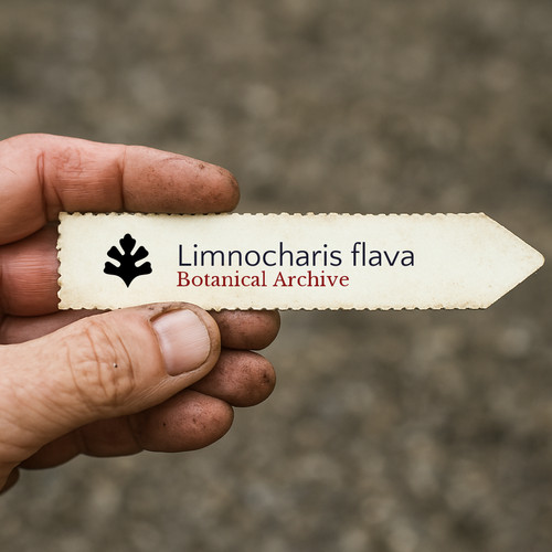 Limnocharis flava seeds - flava,