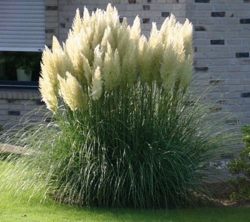 Pianta erba delle pampas - pianta,