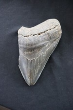 Preistorico Megalodonte Fossil