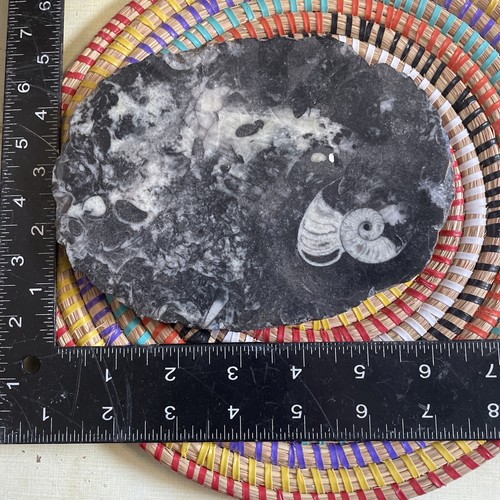Goniatite and orthoceras - goniatite,