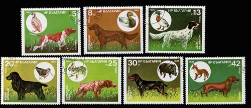 Pointer english irish setter - pointer,