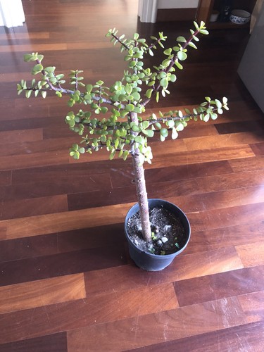 Portulacaria afra - portulacaria,