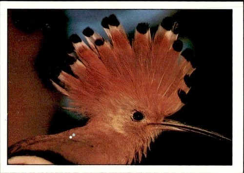 Figurina uccelli panini - uccelli, ed.panini